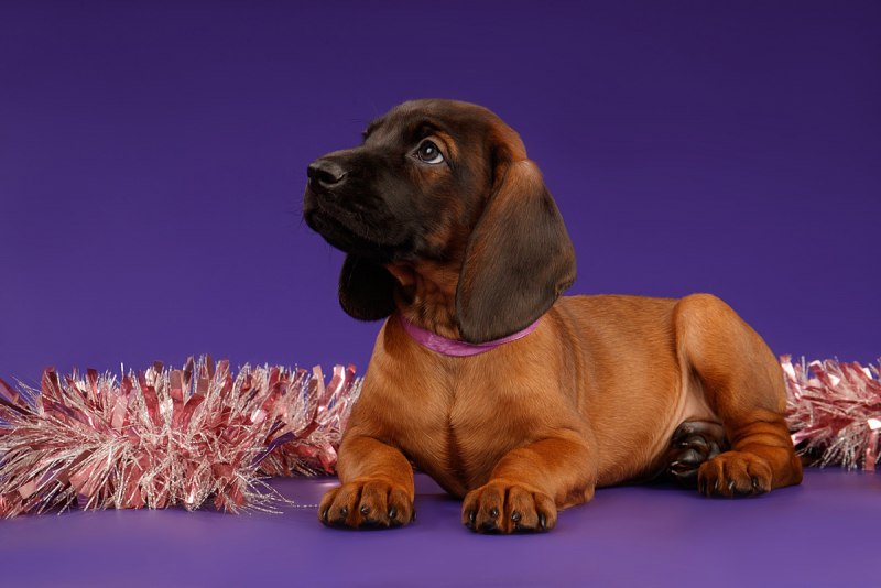 Родезийский риджбек белый