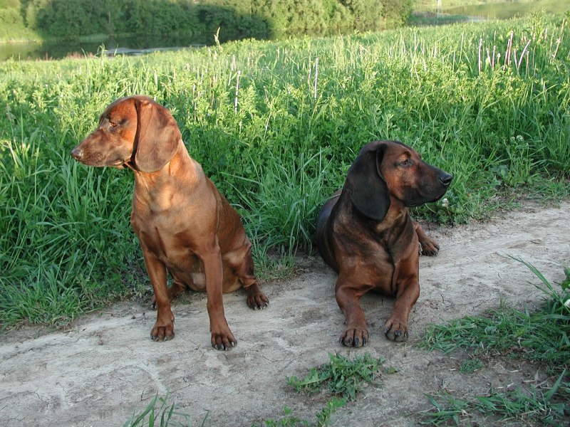 Собака породы,, Сильва,,