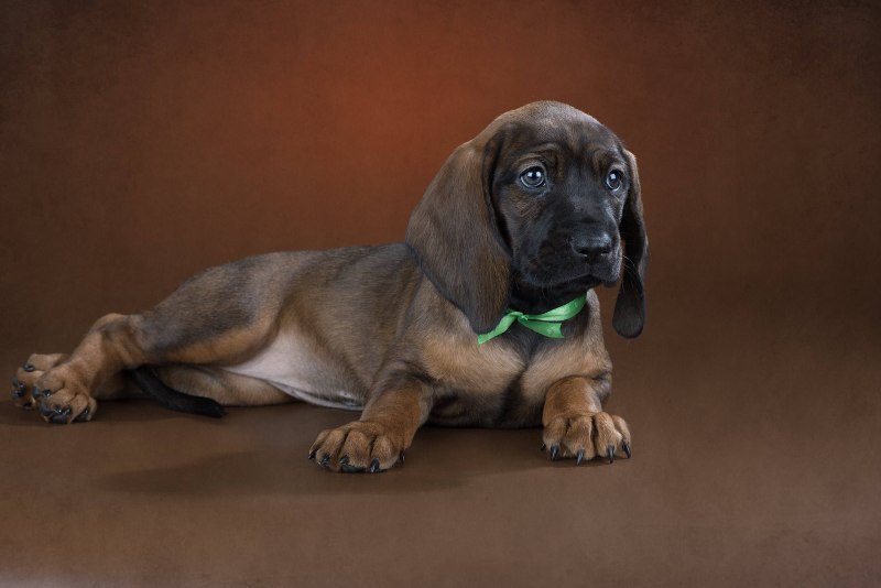 Баварская Горная гончая