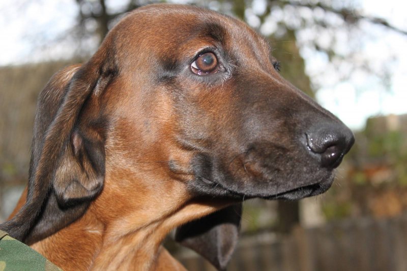 Баварская следовая гончая