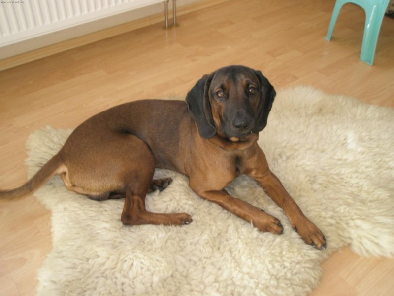 Баварская Горная гончая фото