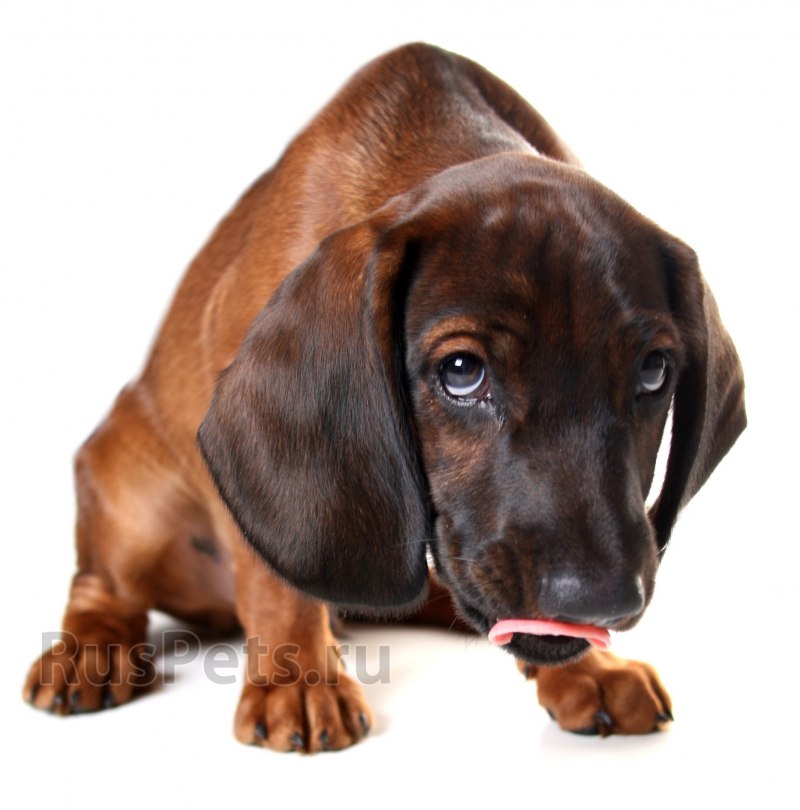 Баварская Горная гончая