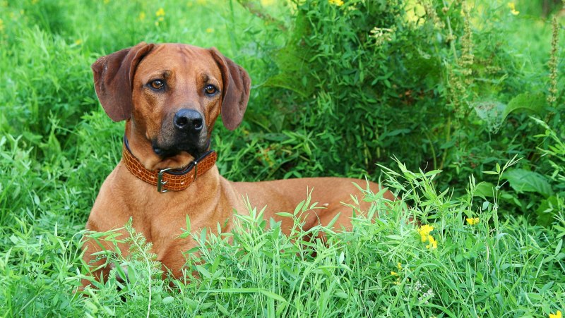 Альпийская гончая такса