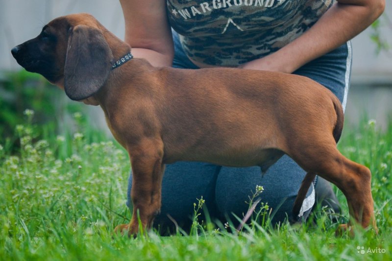 Баварская Горная гончая купить