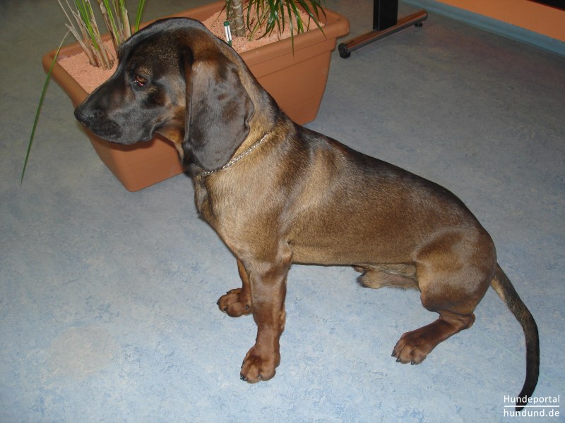 Американская Горная гончая