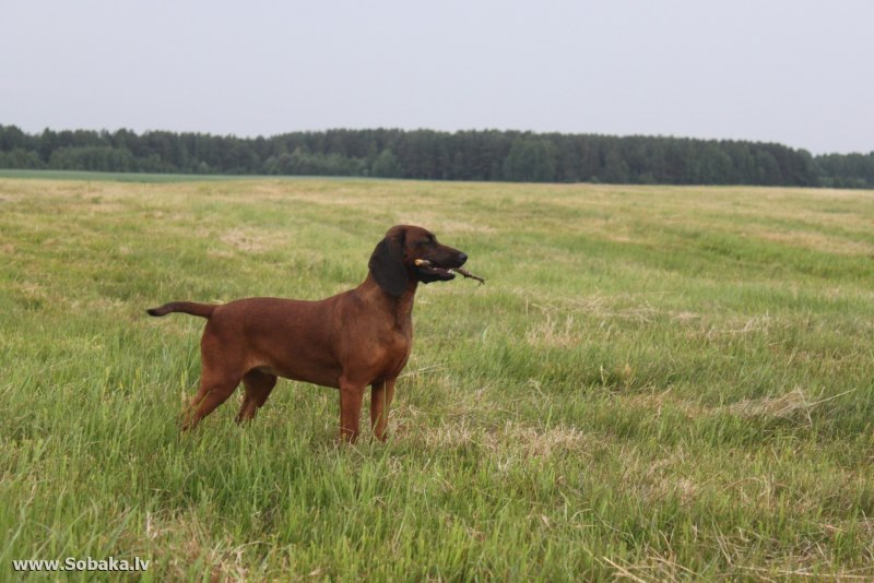 Сербская Горная гончая