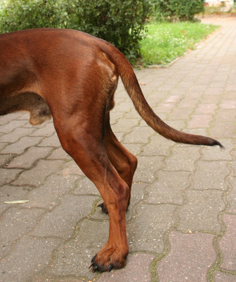 Баварская Горная борзая