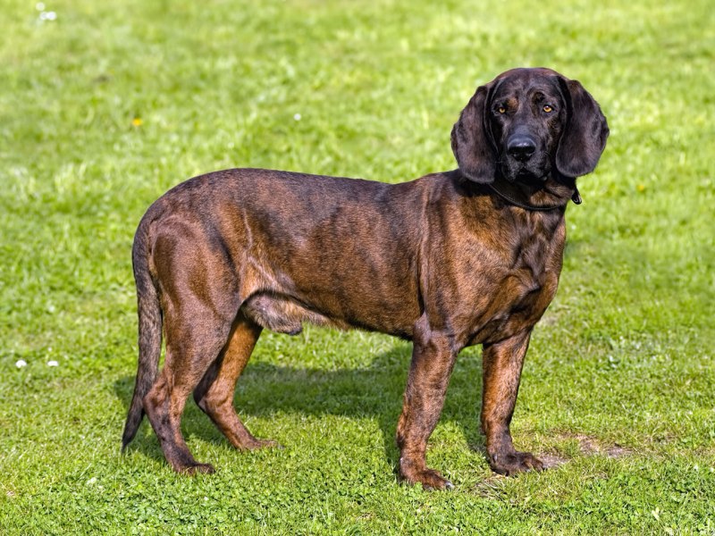 Бассет-хаунд на охоте