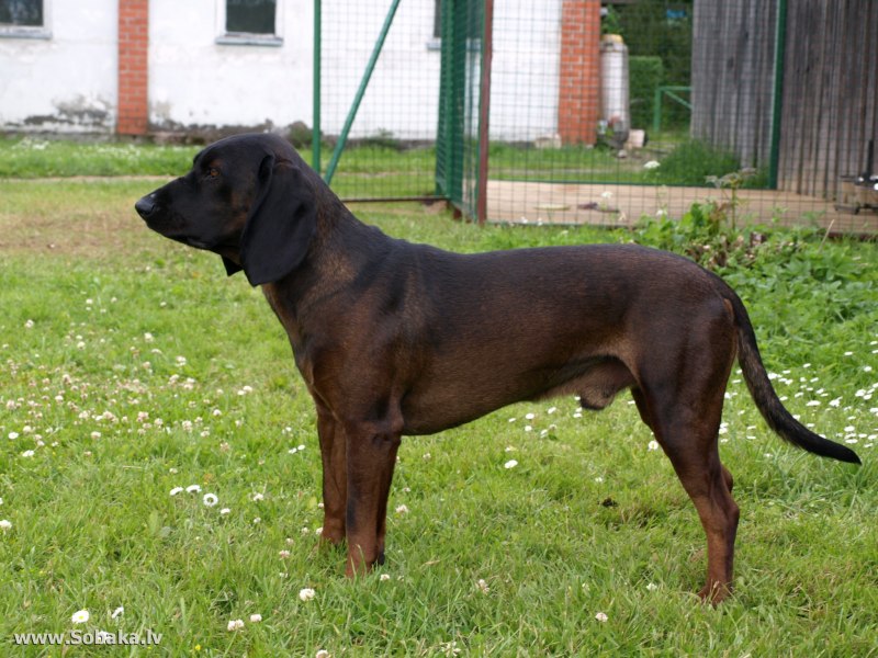 Ганноверская гончая по кровяному следу