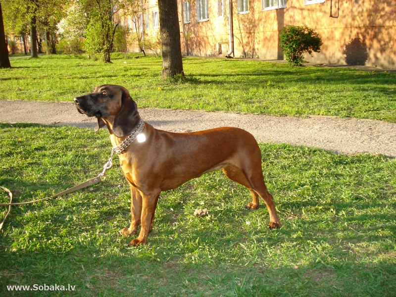 Баварская Горная гончая в стойке