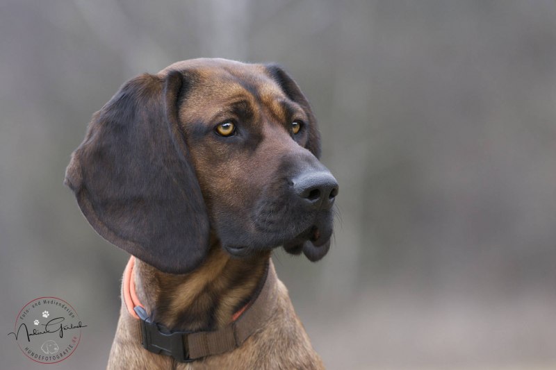 Баварская следовая гончая