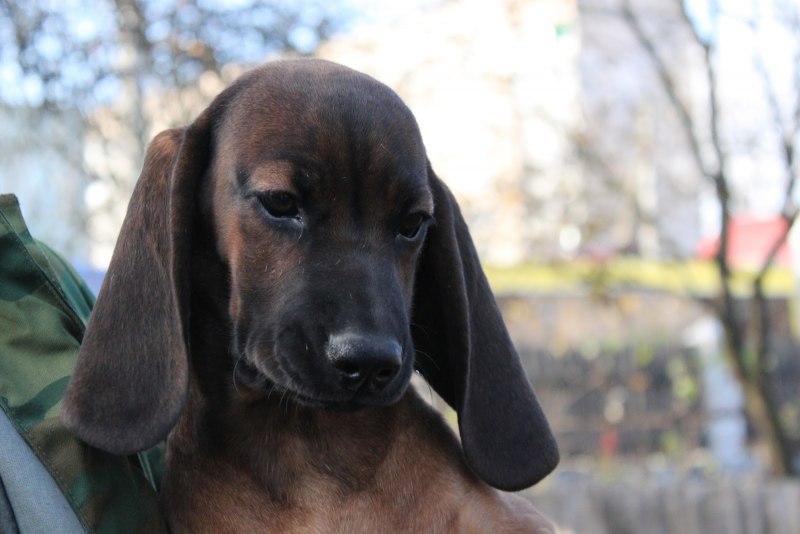 Баварская гончая черная