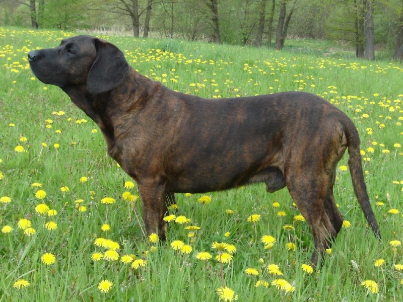 Ганноверская Горная гончая