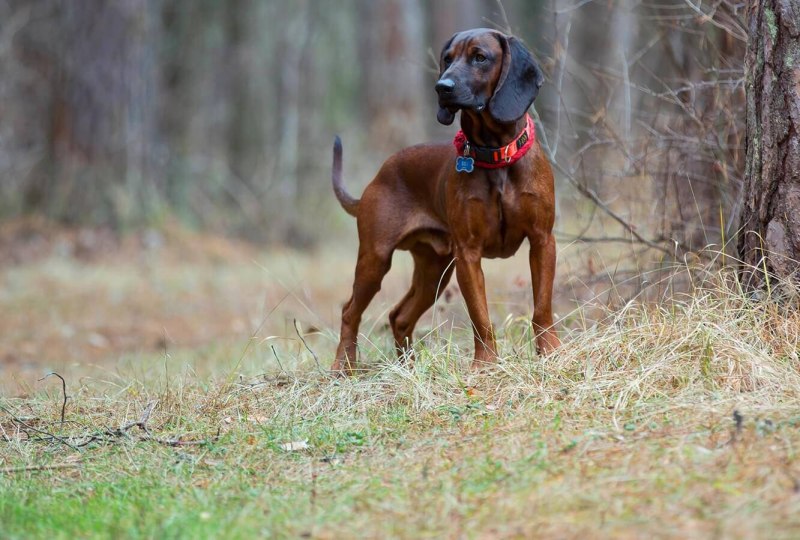 Баварская гончая