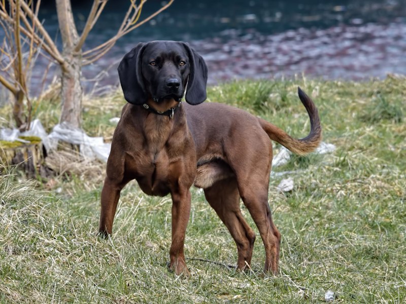 Ганноверская Горная гончая