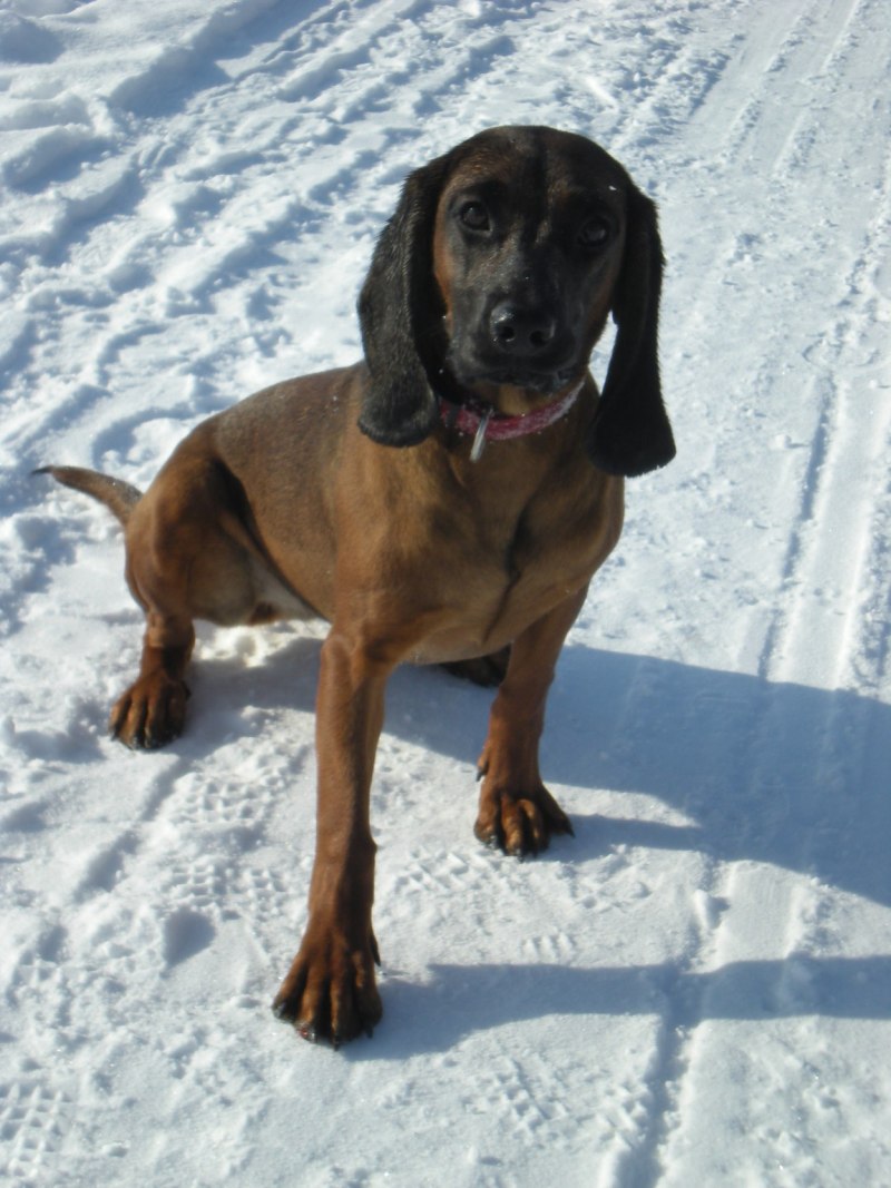 Баварская Горная гончая