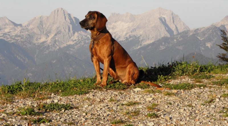 Баварская Горная