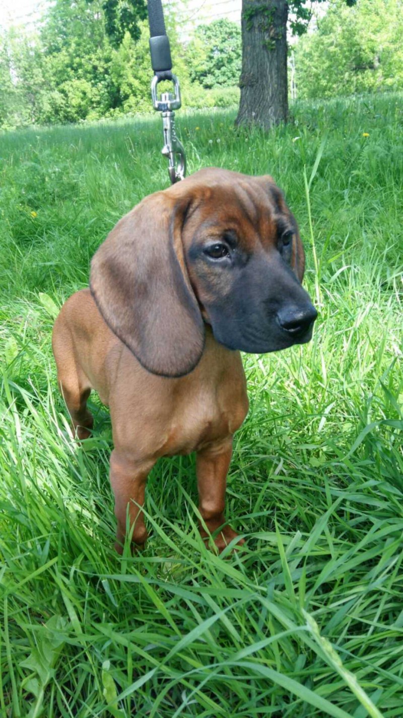 Баварская Горная гончая