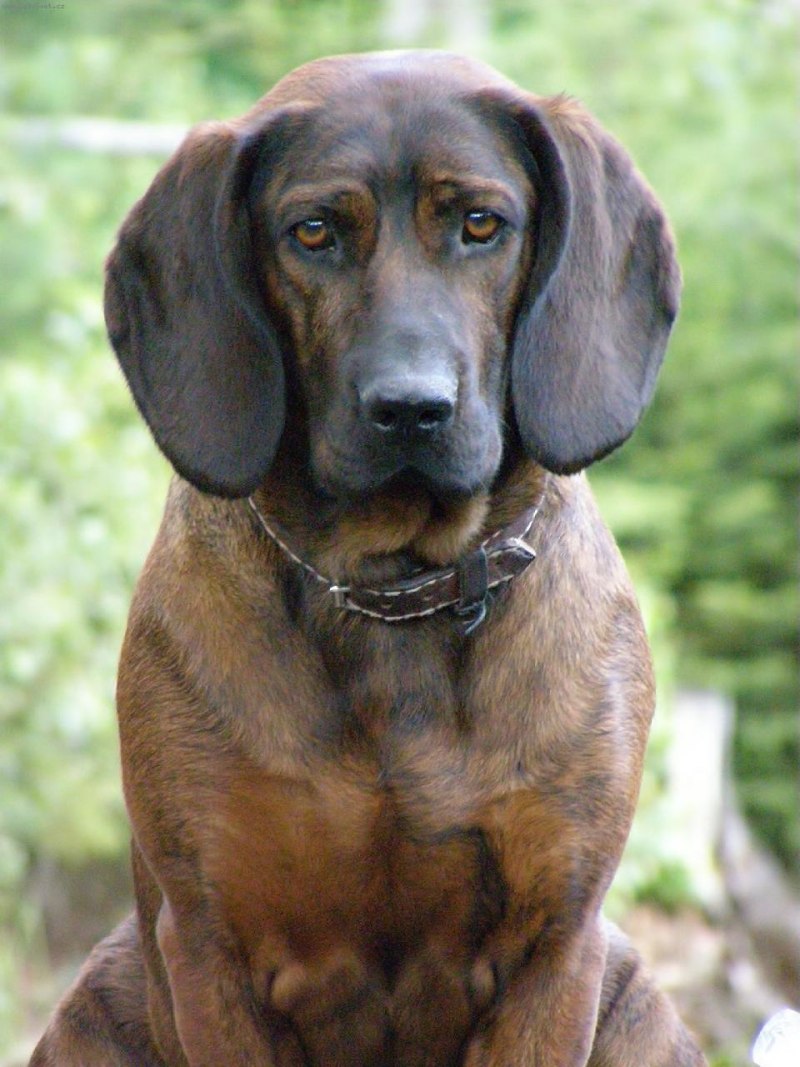 Черно-подпалый кунхаунд