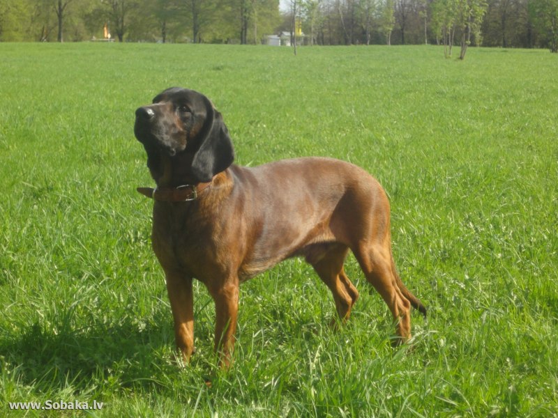 Баварская кровяная гончая