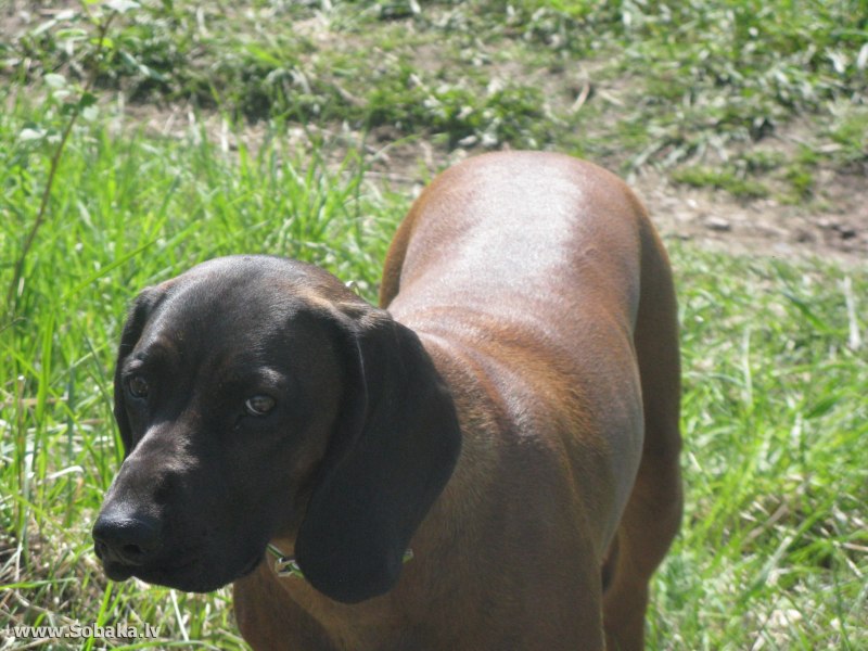 Охота с баварской гончей