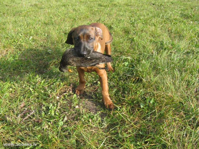 Балканская гончая