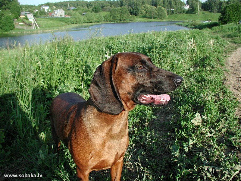 Веймаранер породы собак Германии