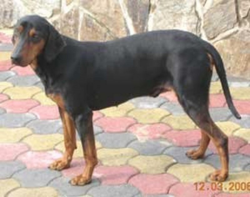 Картина Курцхаар на охоте