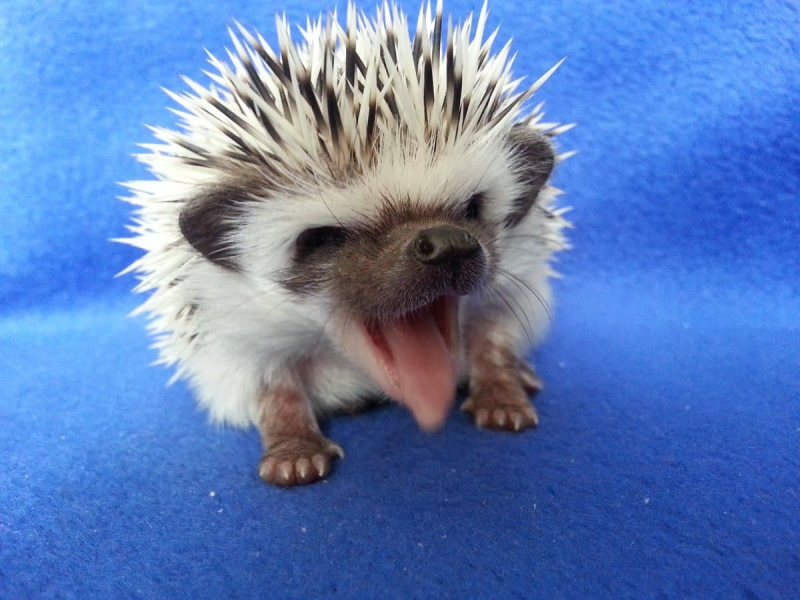 Афинский карликовый Ежик