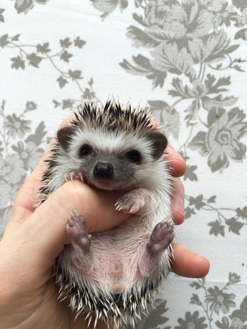 Белобрюхий ёж