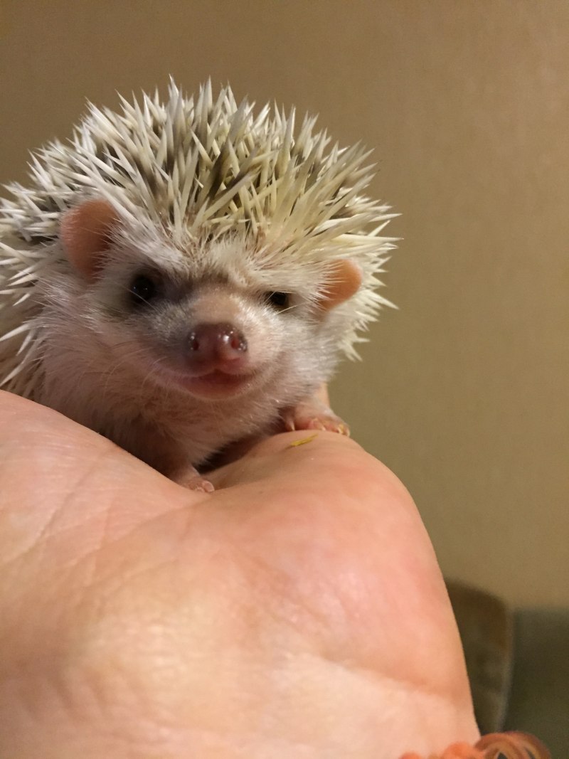 Карликовый декоративный Африканский еж