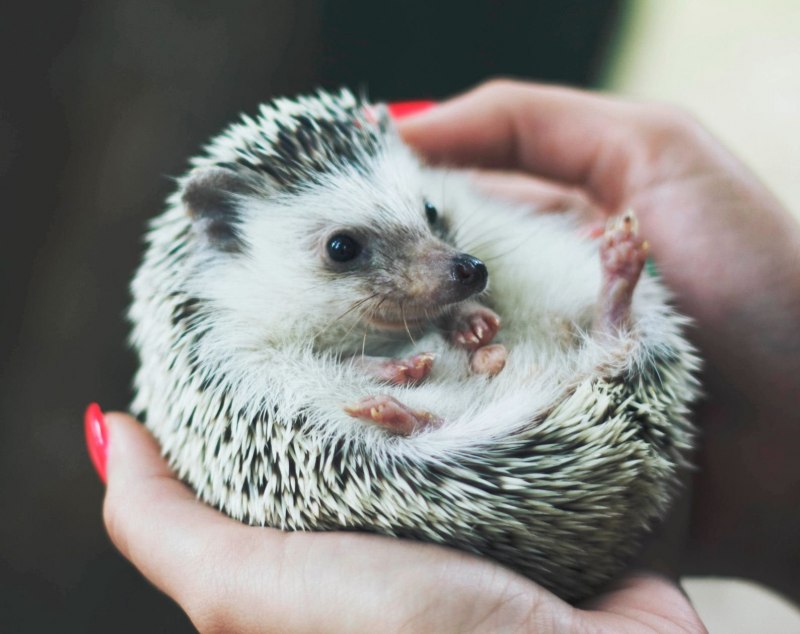 Африканский карликовый еж