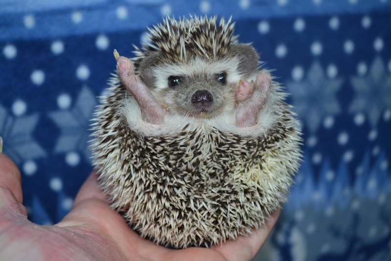 Африканский еж