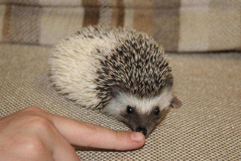Домашний еж