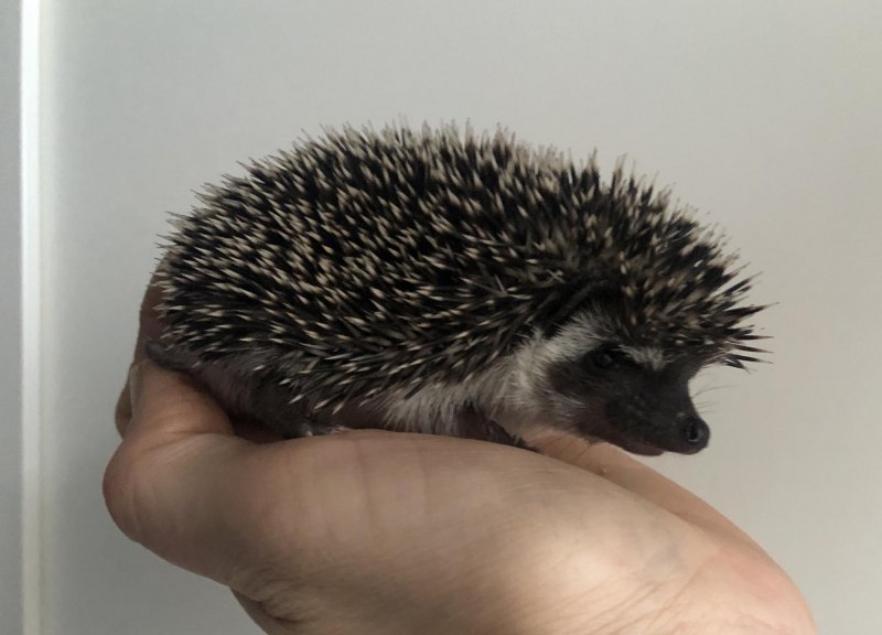 Африканский белобрюхий еж