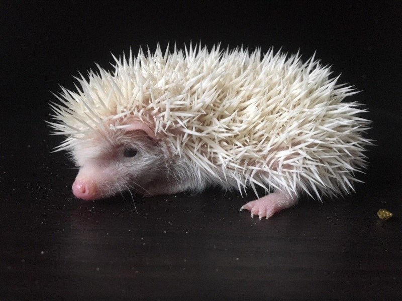 Ушастый карликовый еж