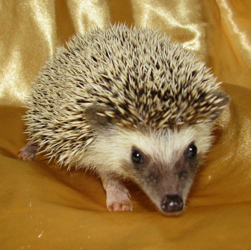 Карликовые африканские ежата