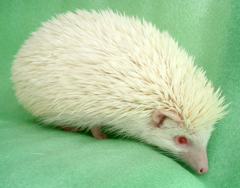 Африканский карликовый еж