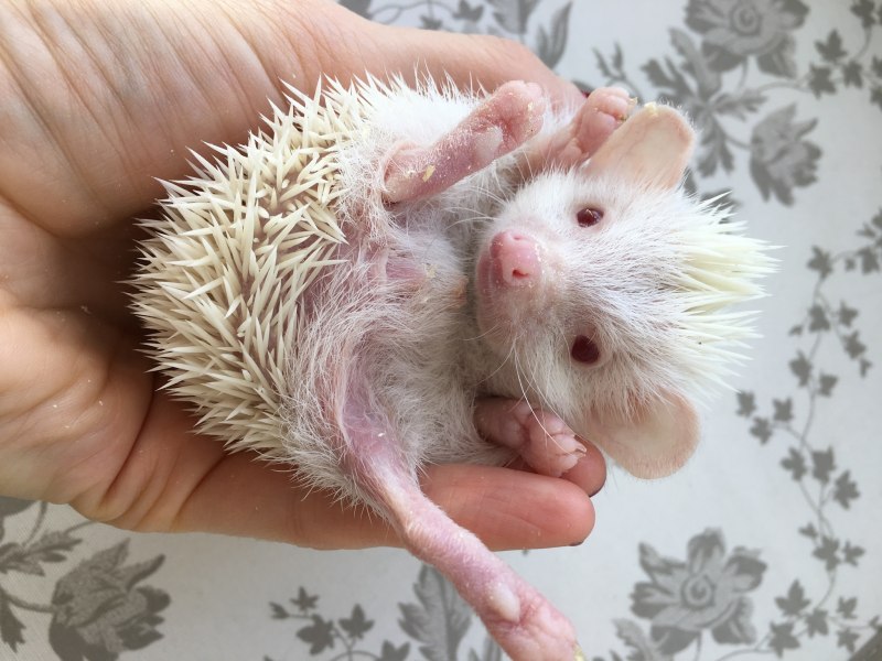 Африканский карликовый еж