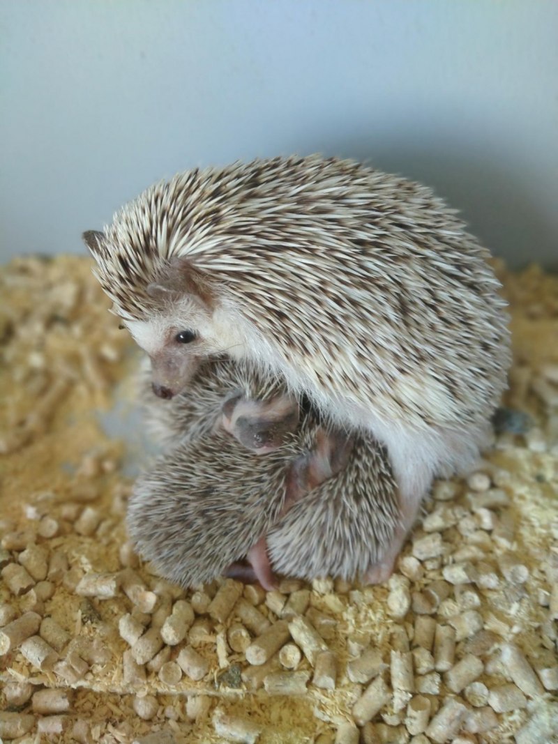 Африканский еж альбинос