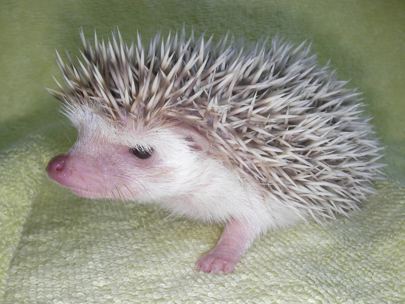 Африканский карликовый еж