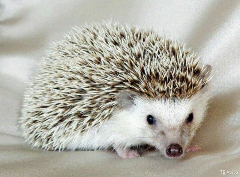 Белобрюхий ёж