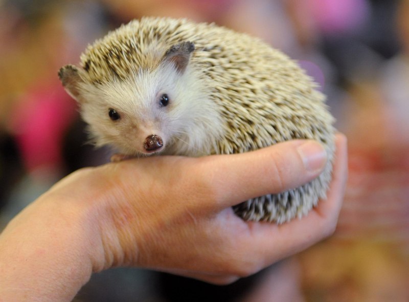 Африканский белобрюхий еж