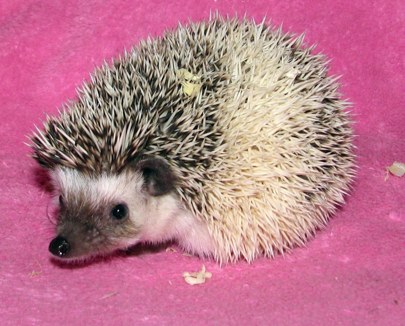 Африканский еж