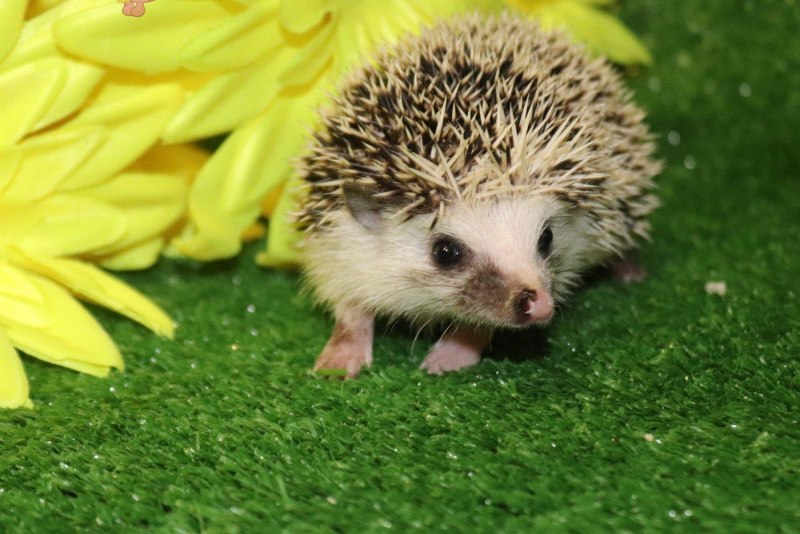 Африканский еж Размеры