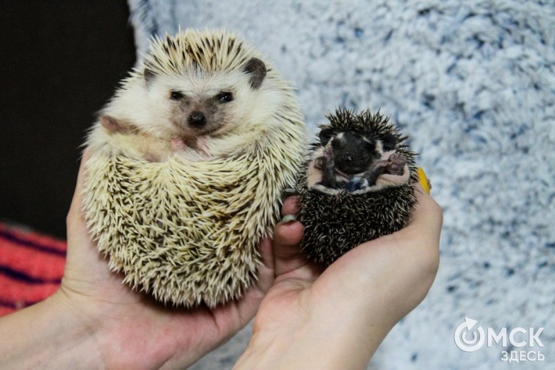 Африканский карликовый Ежик альбинос