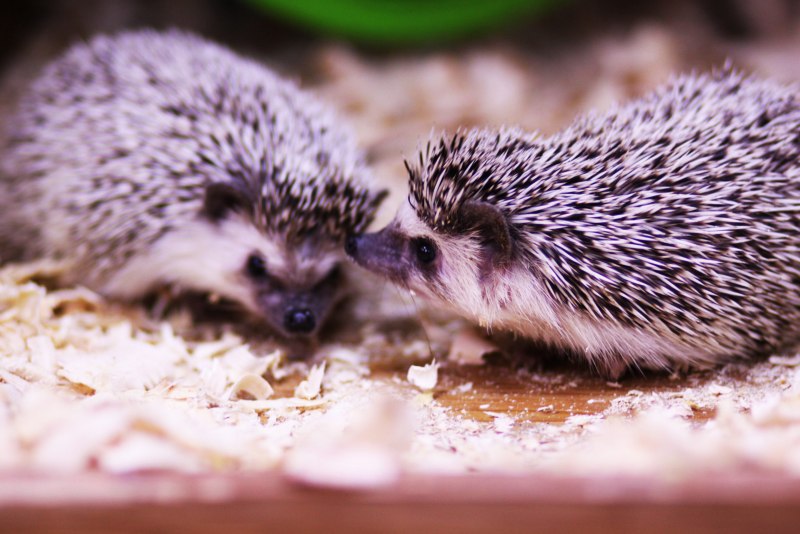 Африканский белый карликовый ёж