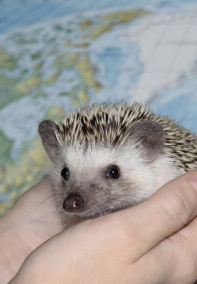 Декоративный еж