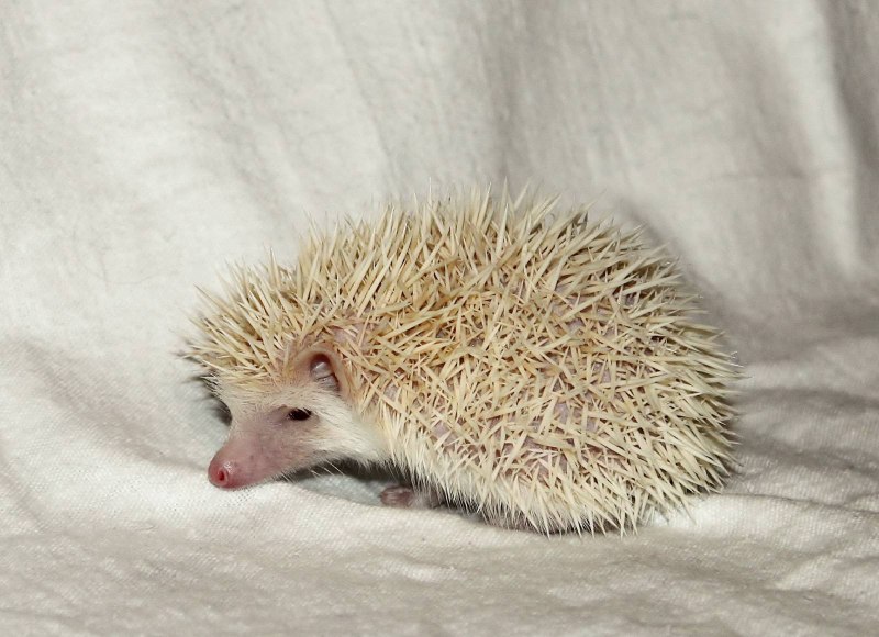 Ёжик домашний