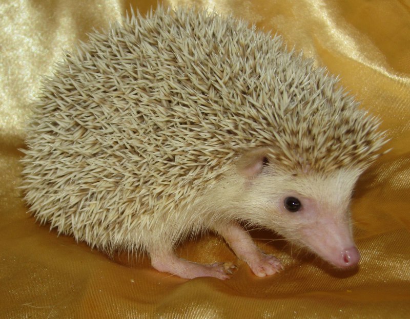Домашний Африканский еж